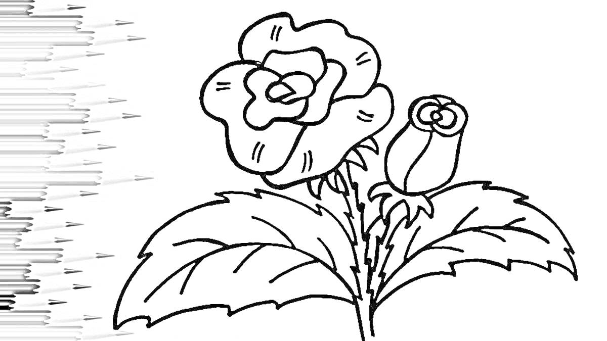 Раскраска Раскраска с изображением цветка розы и бутона, с цветными карандашами на фоне