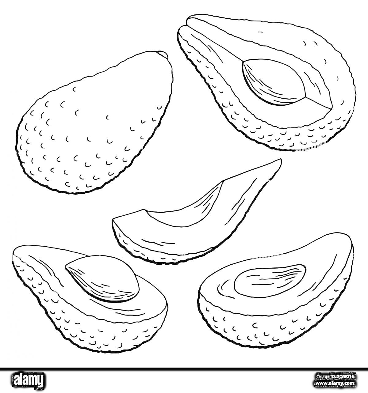 Раскраска Авокадо целый и кусочки