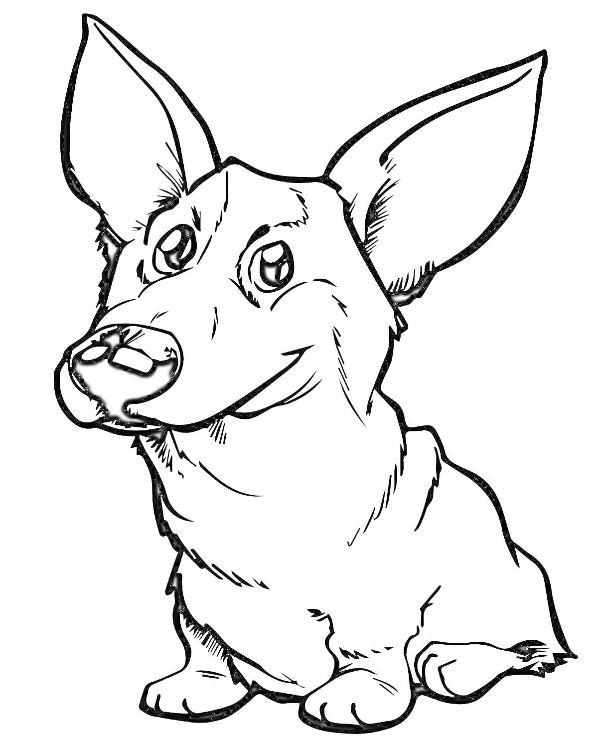 На раскраске изображено: Корги, Собака, Большие уши, Дружелюбный