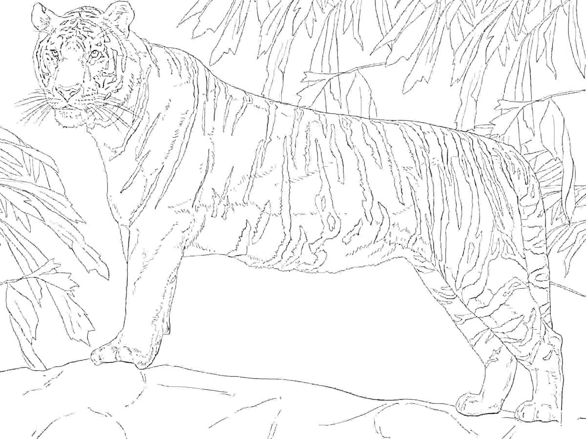 На раскраске изображено: Тигр, Амурский тигр, Джунгли, Природа, Деревья, Дикая природа, Ветка, Хищники