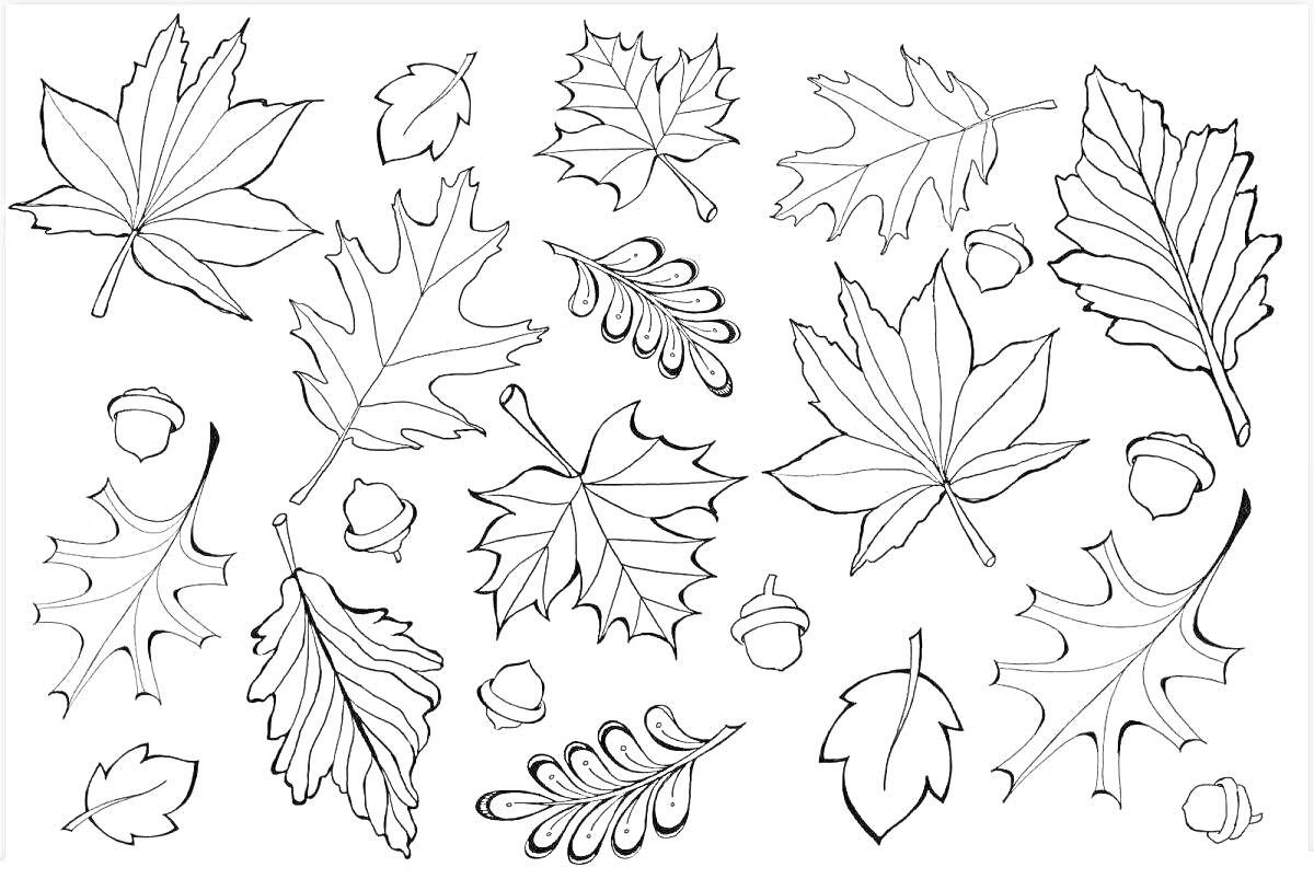На раскраске изображено: Листья, Дубовые листья, Кленовые листья, Желуди, Осень, Природа, Ботаника