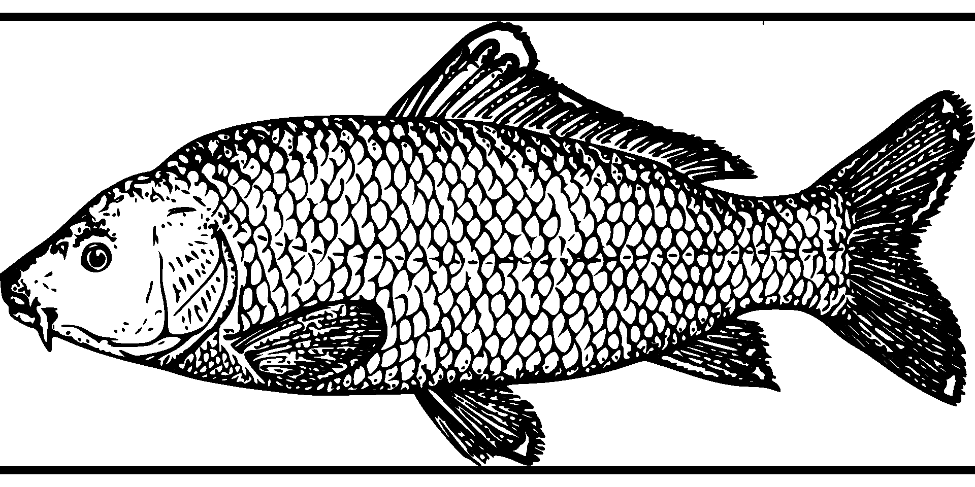 Раскраска Черно-белый рисунок леща с чешуей, плавниками и хвостом