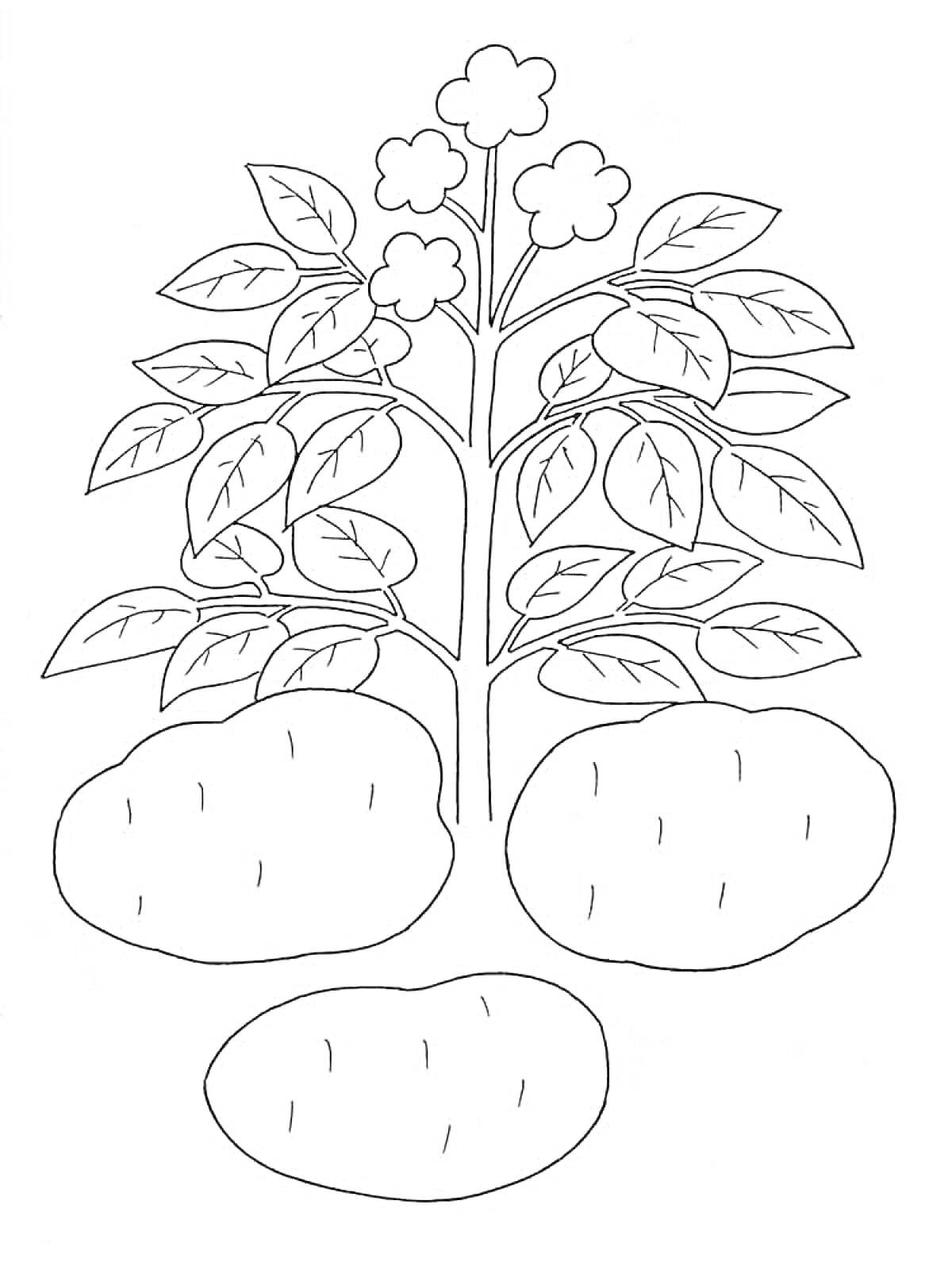Раскраска Растение картофеля с листьями и цветами, три клубня картофеля