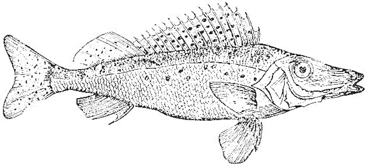 Раскраска Рыба ерш с чешуей и плавниками