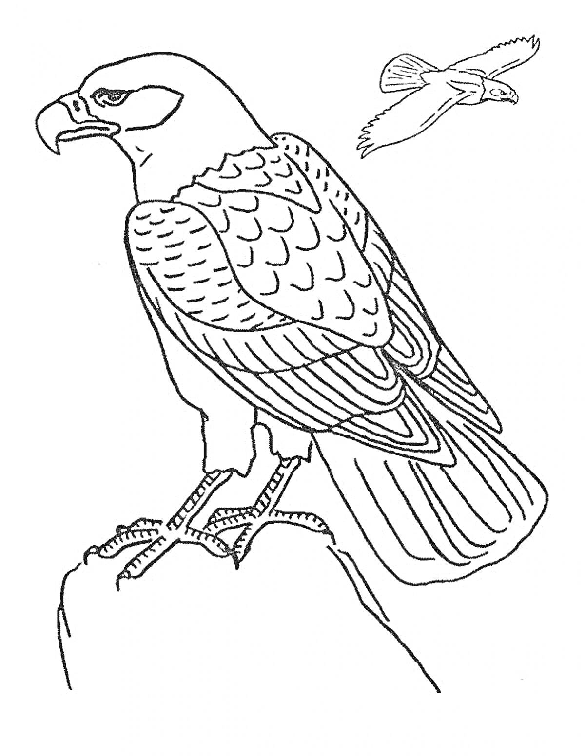 На раскраске изображено: Птица, Крылья, Перья, Клюв, Летающая, Хищники