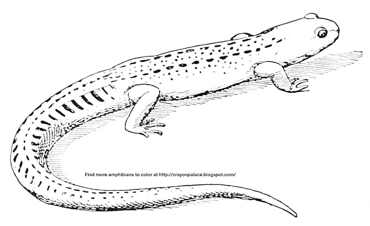 Раскраска Тритон с пятнистыми отметинами на спине и полосками на хвосте