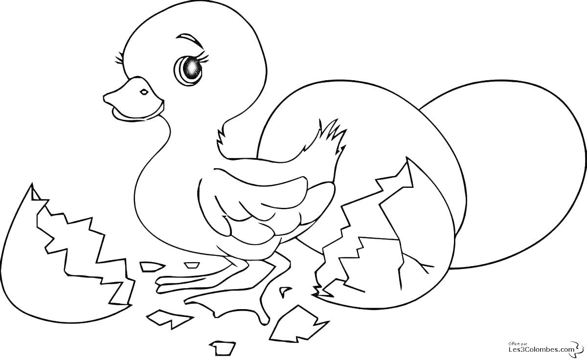 На раскраске изображено: Утка, Птенец, Разбитое яйцо, Животные
