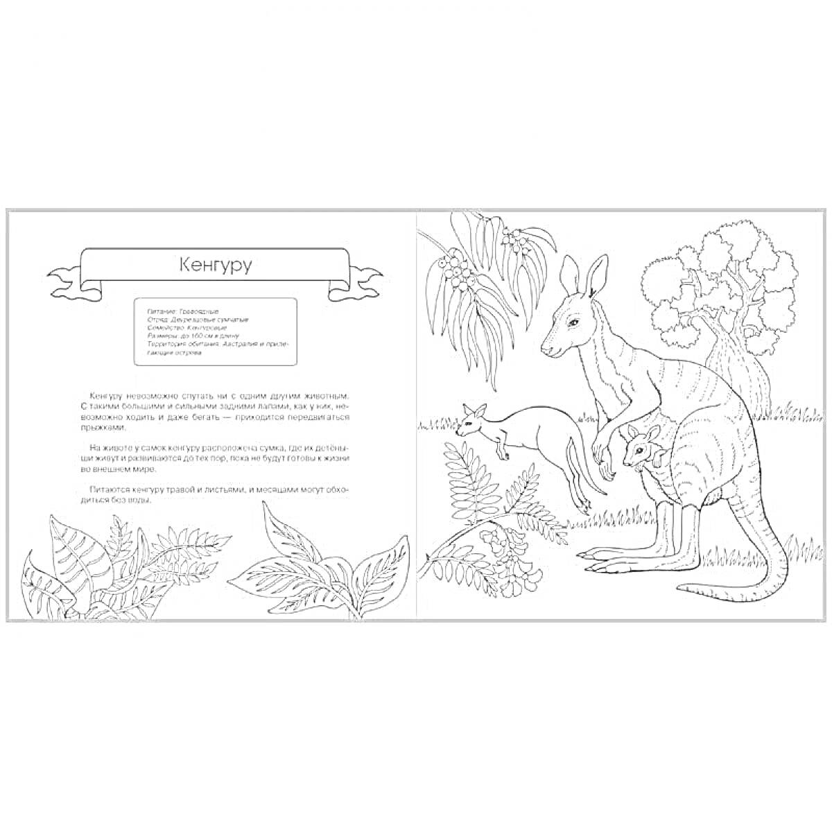 Раскраска Кенгуру с детенышем, листья, трава, дерево, кустарник, описание кенгуру