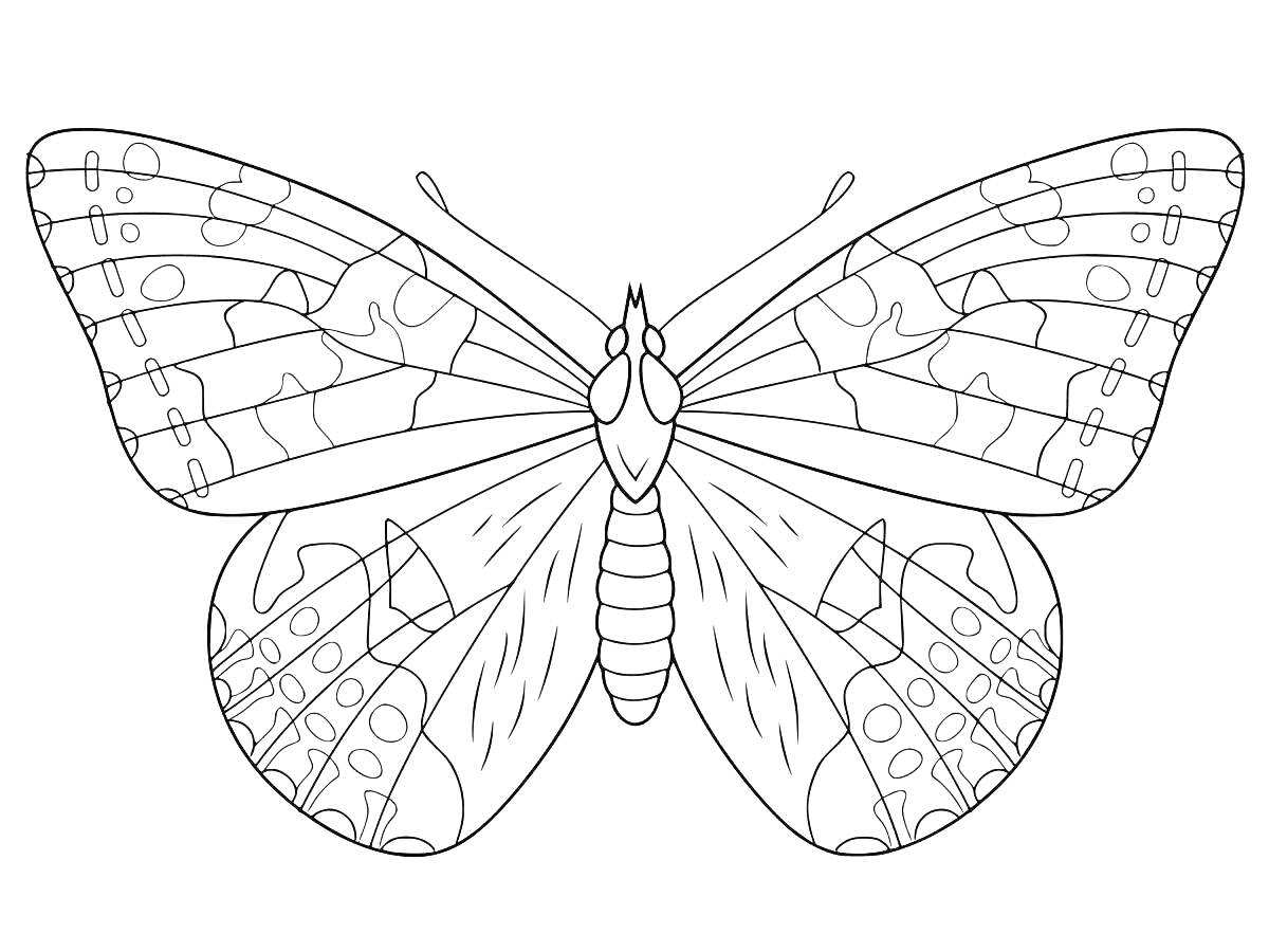 На раскраске изображено: Бабочка, Природа, Насекомое, Крылья, Узоры, Симметрия, Искусство