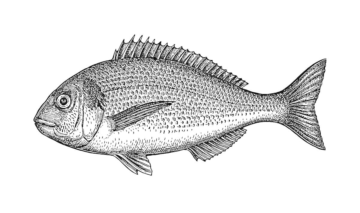Раскраска Лещ, изображение одной рыбы с чешуей и плавниками