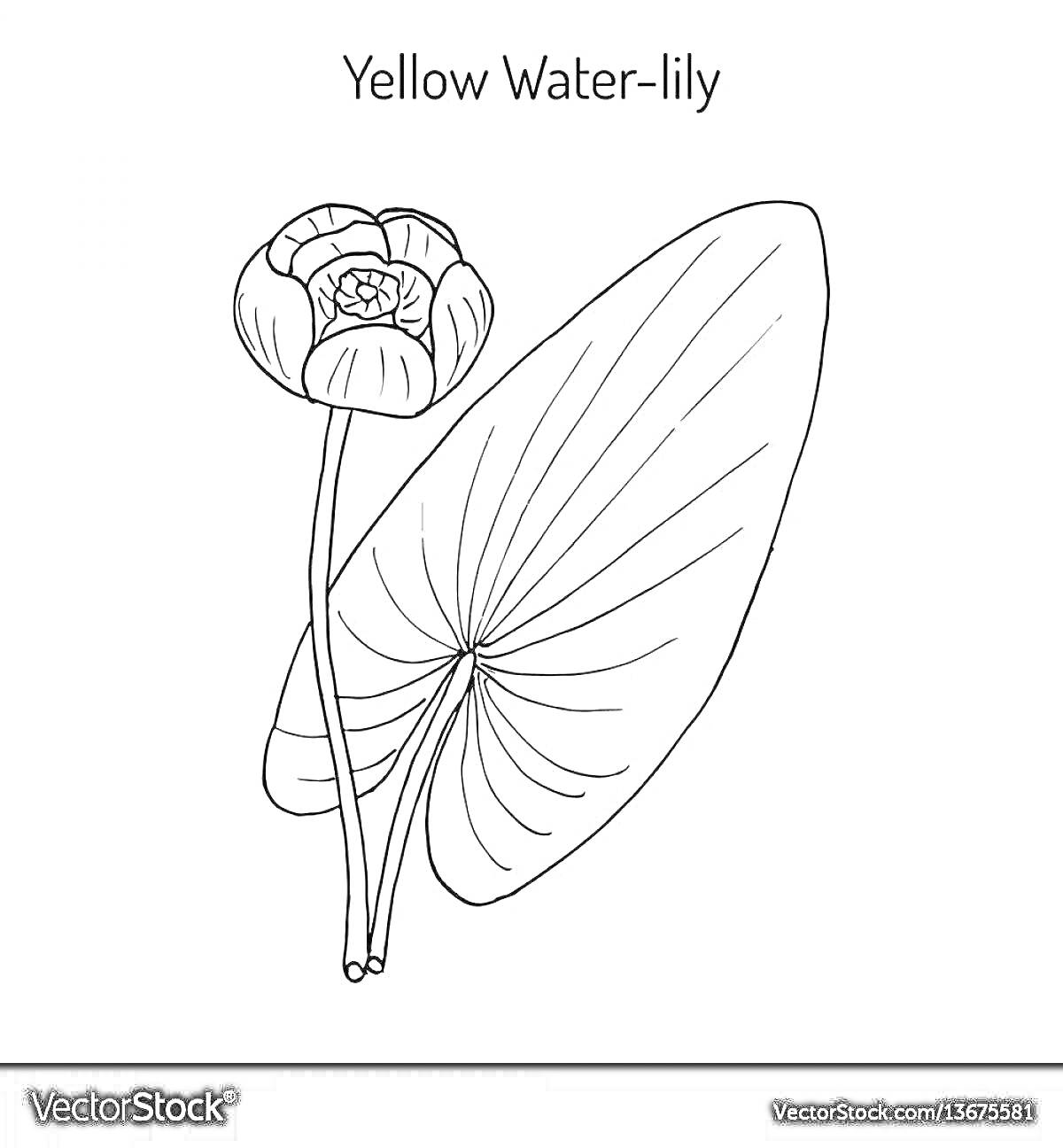На раскраске изображено: Водное растение, Бутон, Природа
