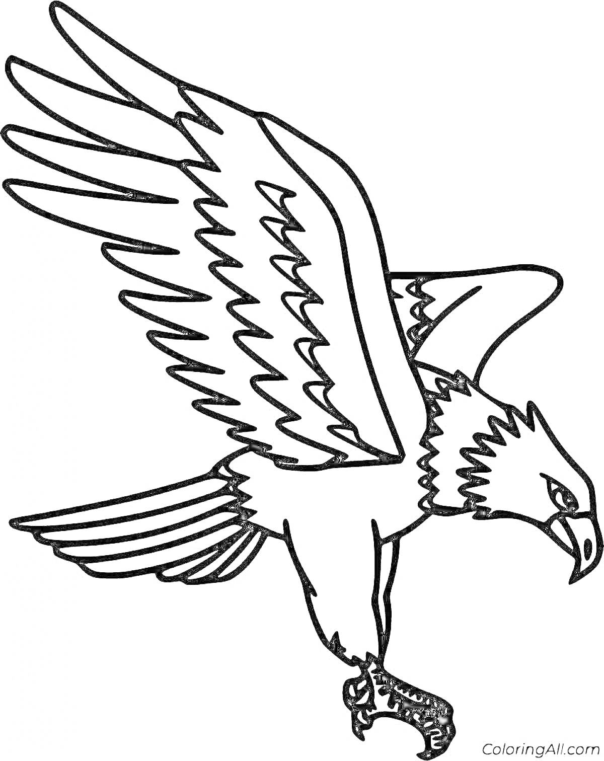 Раскраска Орленок с расправленными крыльями, спускающийся вниз с выпущенными когтями