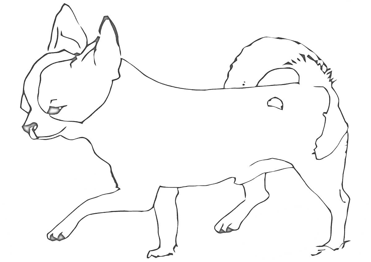 На раскраске изображено: Чихуахуа, Собака, Боковой профиль, Хвост