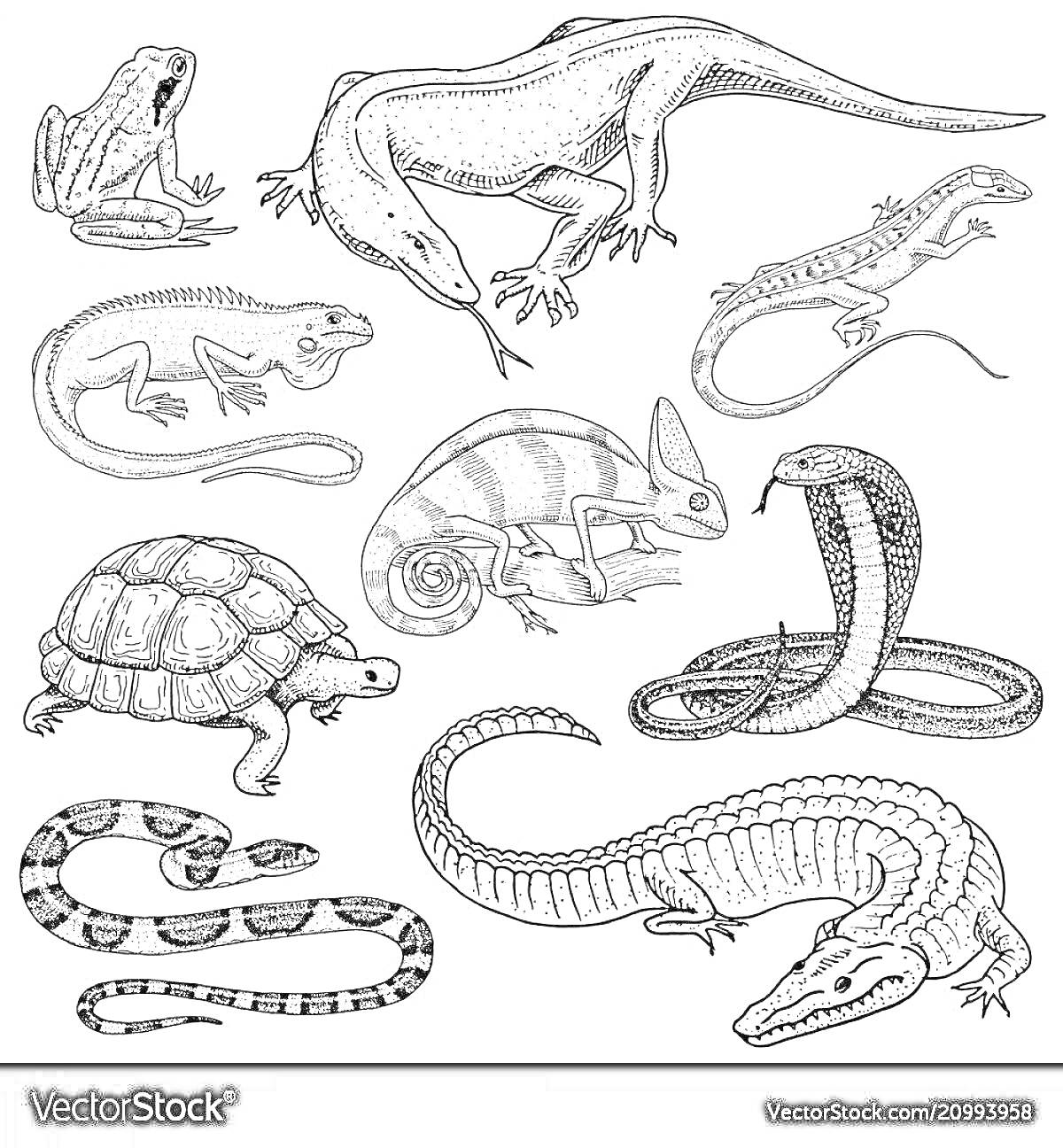 На раскраске изображено: Жаба, Черепаха, Хамелеон, Кобра, Крокодил, Природа, Животные, Змеи, Контурные рисунки, Ящер
