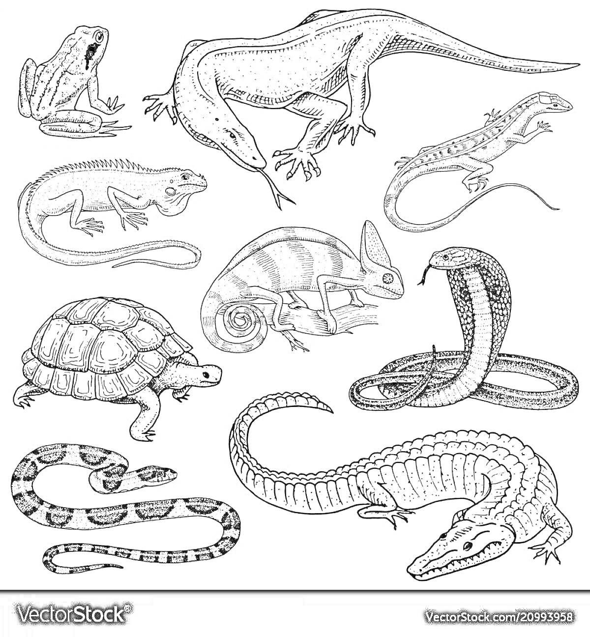 На раскраске изображено: Пресмыкающиеся, Жаба, Черепаха, Хамелеон, Кобра, Крокодил, Природа, Животные, Змеи, Контурные рисунки, Ящер