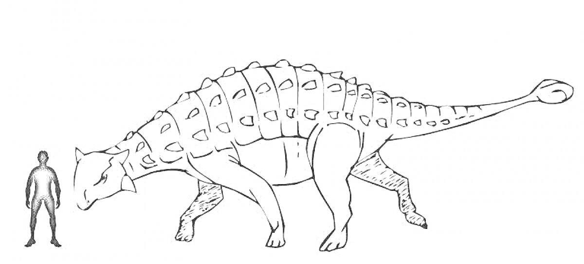 Раскраска Анкилозавр и человек для сравнения размеров