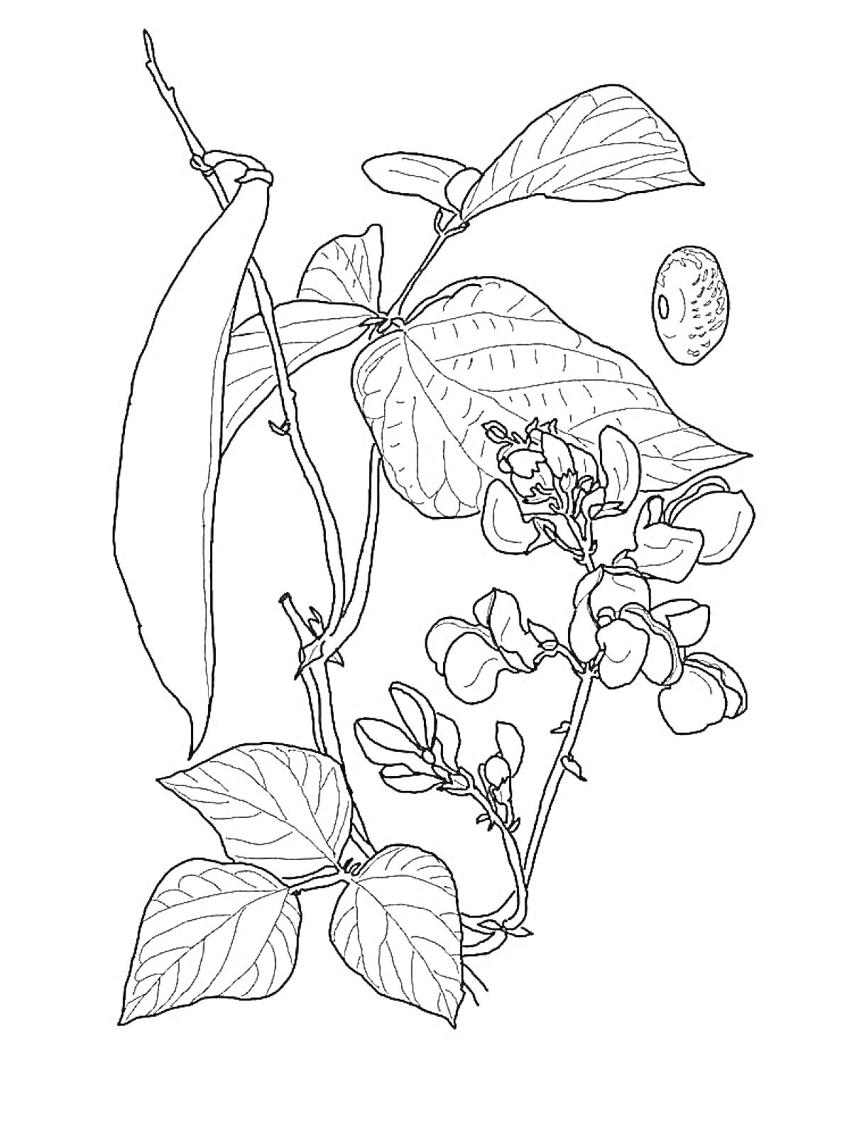 Раскраска Ветвь фасоли с листьями, стручками и цветками, зерно фасоли отдельно