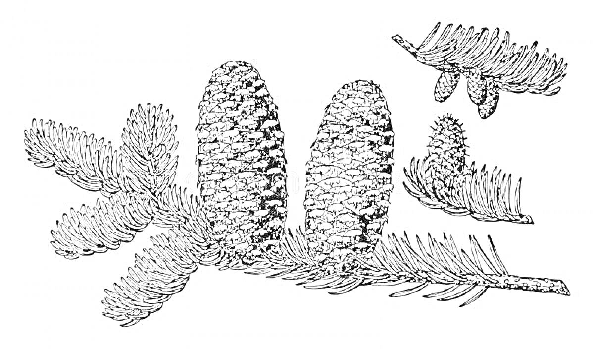 Раскраска Пихта с шишками и еловыми ветками