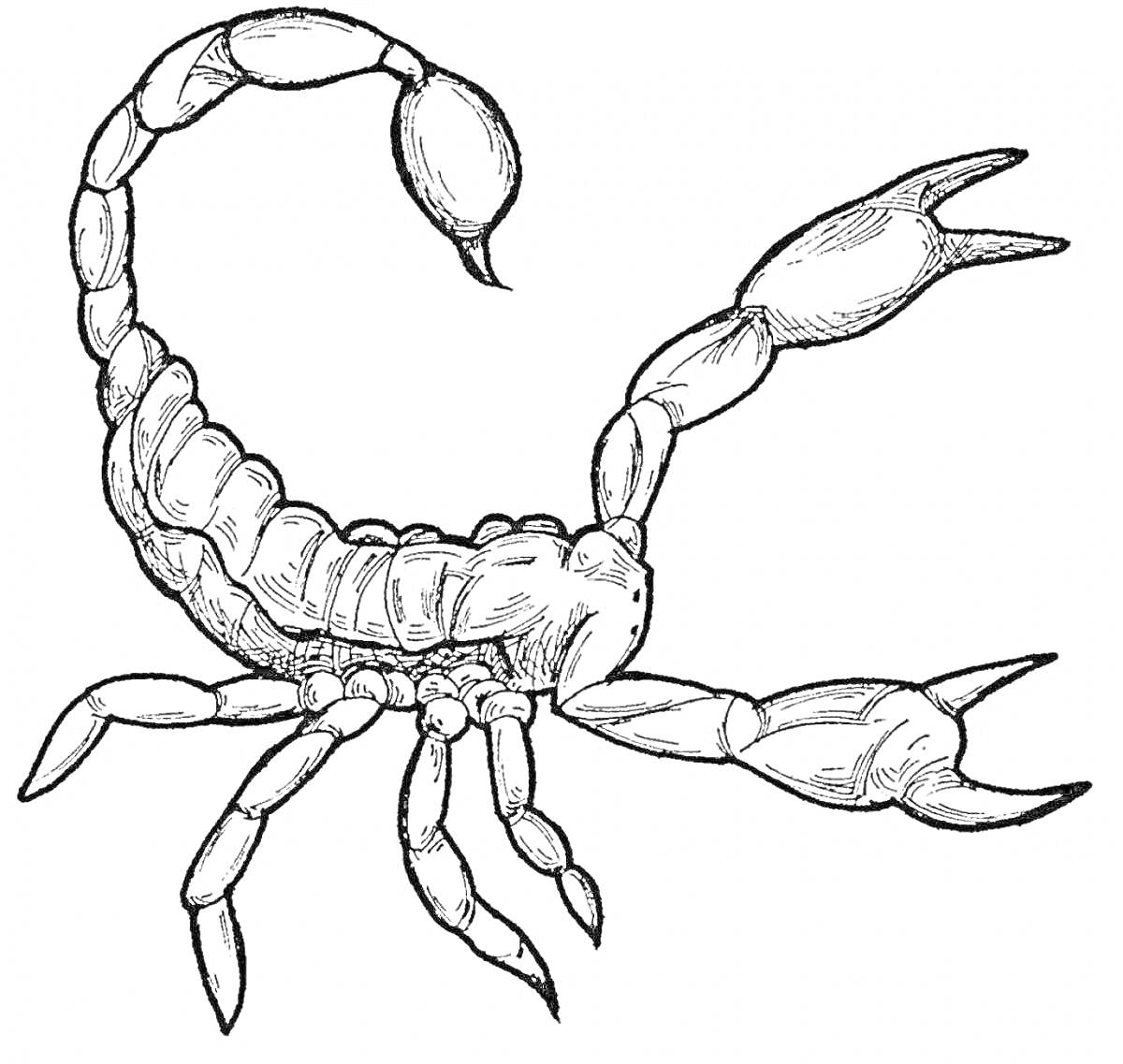 Раскраска Раскраска скорпиона с изогнутым хвостом и клешнями