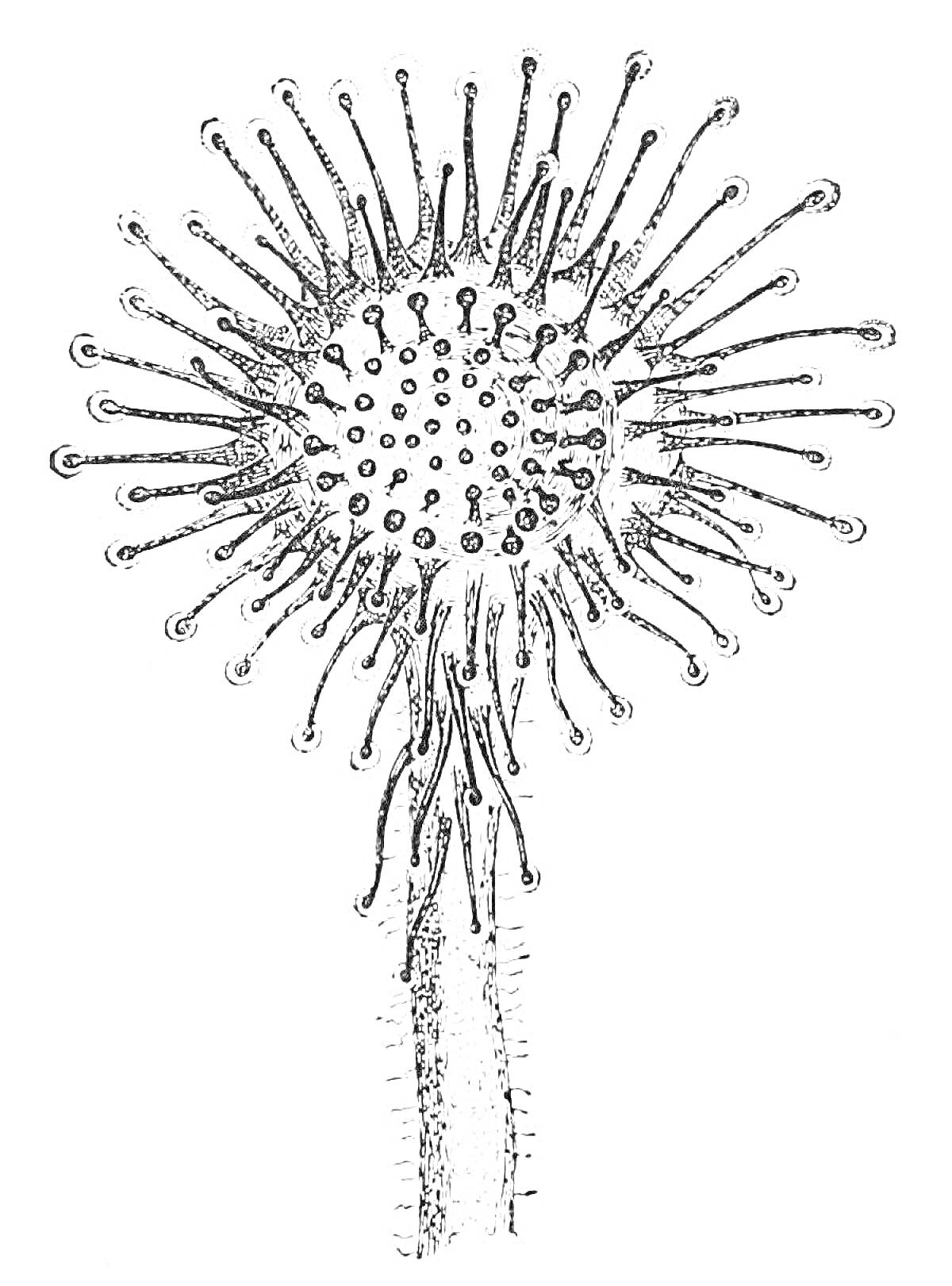 Раскраска Цветок росянки в черно-белом формате, крупный план