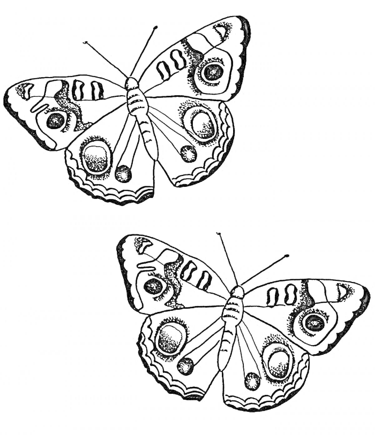 Две разноцветные бабочки