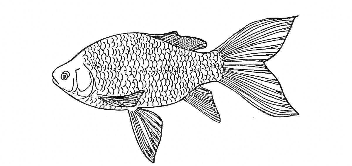 Раскраска Раскраска с карасем в профиль с детальной чешуей и плавниками