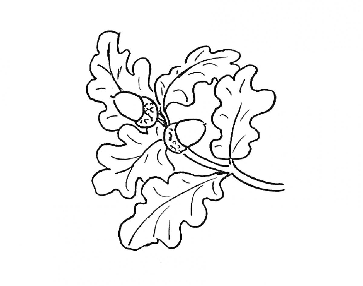 Раскраска Ветка дуба с желудями и листьями