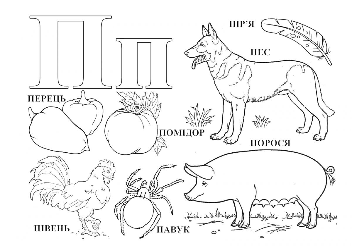 Раскраска П. Перец, помидор, пчела, перо, петух, паук, поросенок, пес (собака).