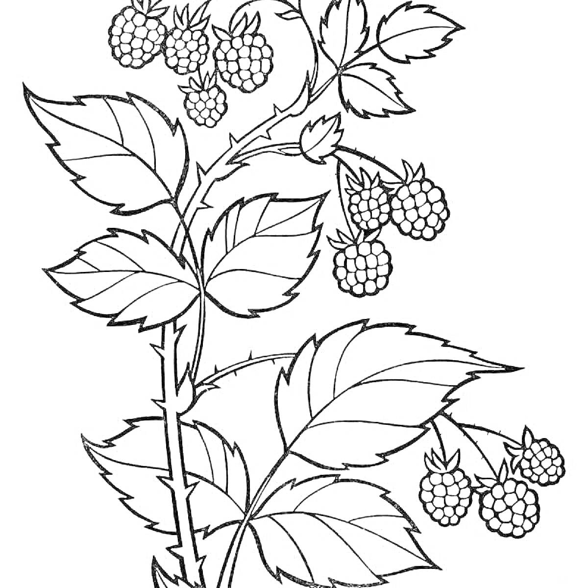 На раскраске изображено: Ежевика, Ягоды, Листья, Природа, Растения, Контурные рисунки, Кусты
