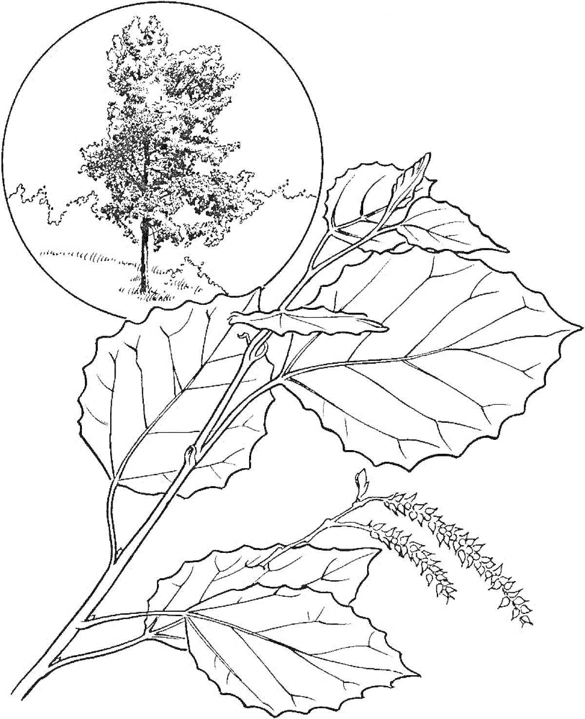 На раскраске изображено: Осина, Листья, Ветка, Природа, Ботаника, Растения