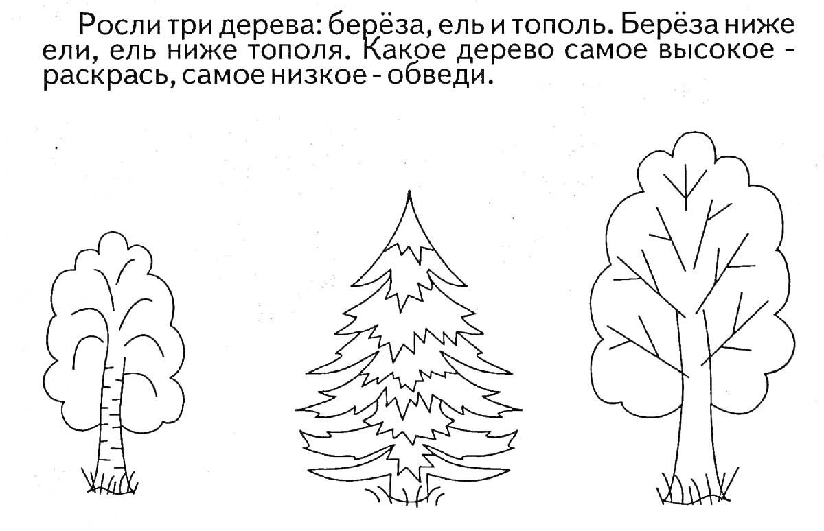 На раскраске изображено: Деревья, Береза, Тополь, Высокий, Низкий, Обведение