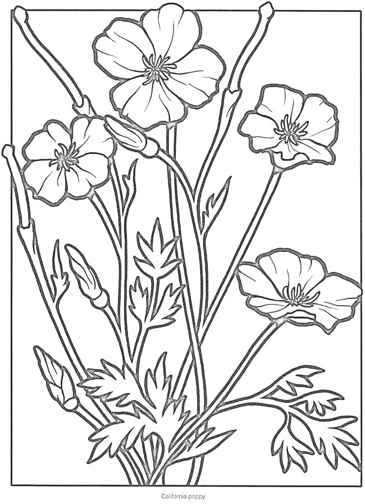Раскраска Полевые цветы - калифорнийские маки, несколько стеблей с цветами и бутонами
