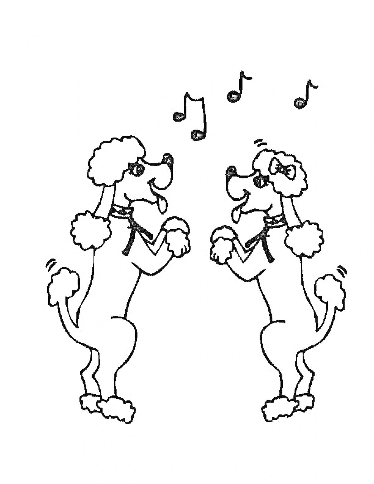 Раскраска Два пуделя, стоящие на задних лапах, с двумя музыкальными нотами между ними