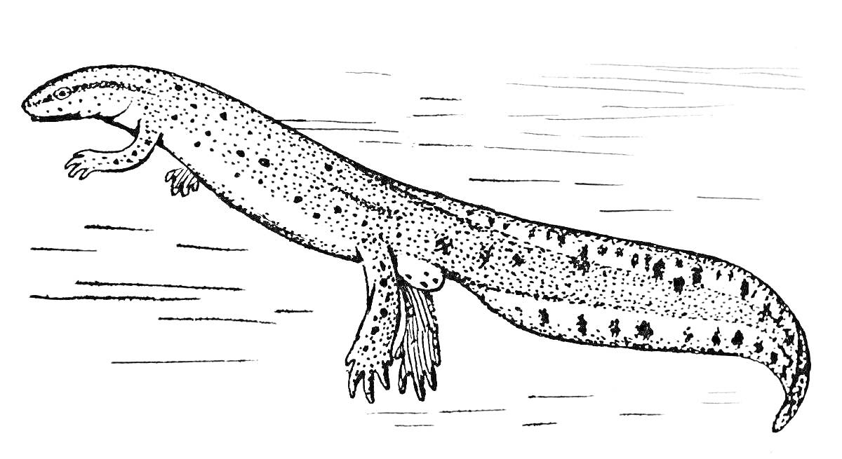 На раскраске изображено: Тритон, Для детей, Животные, Амфибии, Плавание, Вода