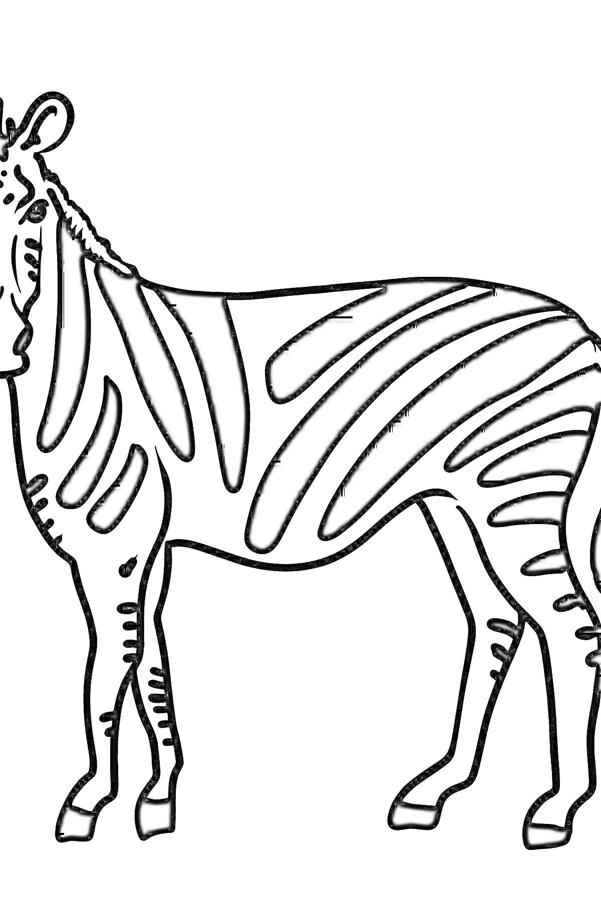 Раскраска Зебра с полосками стоящая в профиль