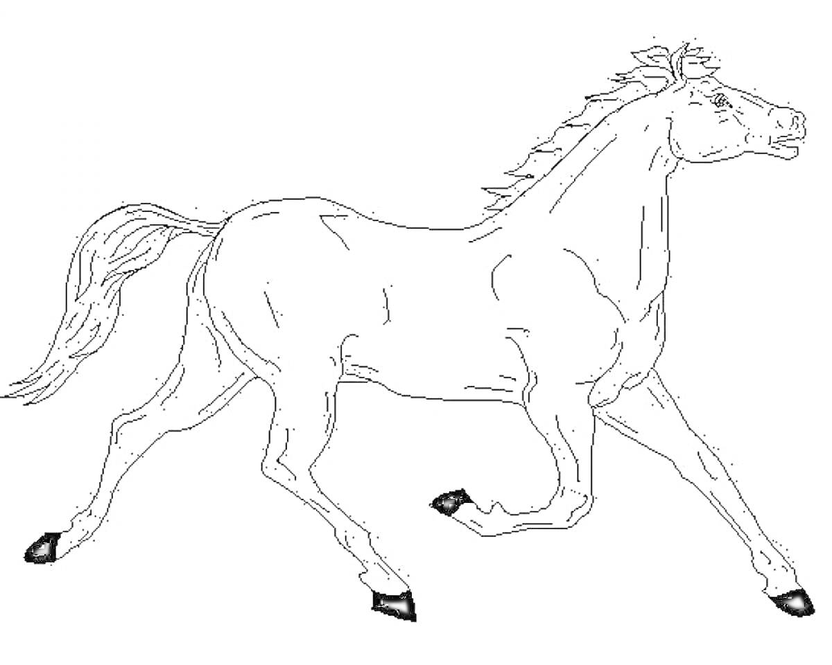 На раскраске изображено: Лошадь, Долговязая, Бег, Грива, Хвост