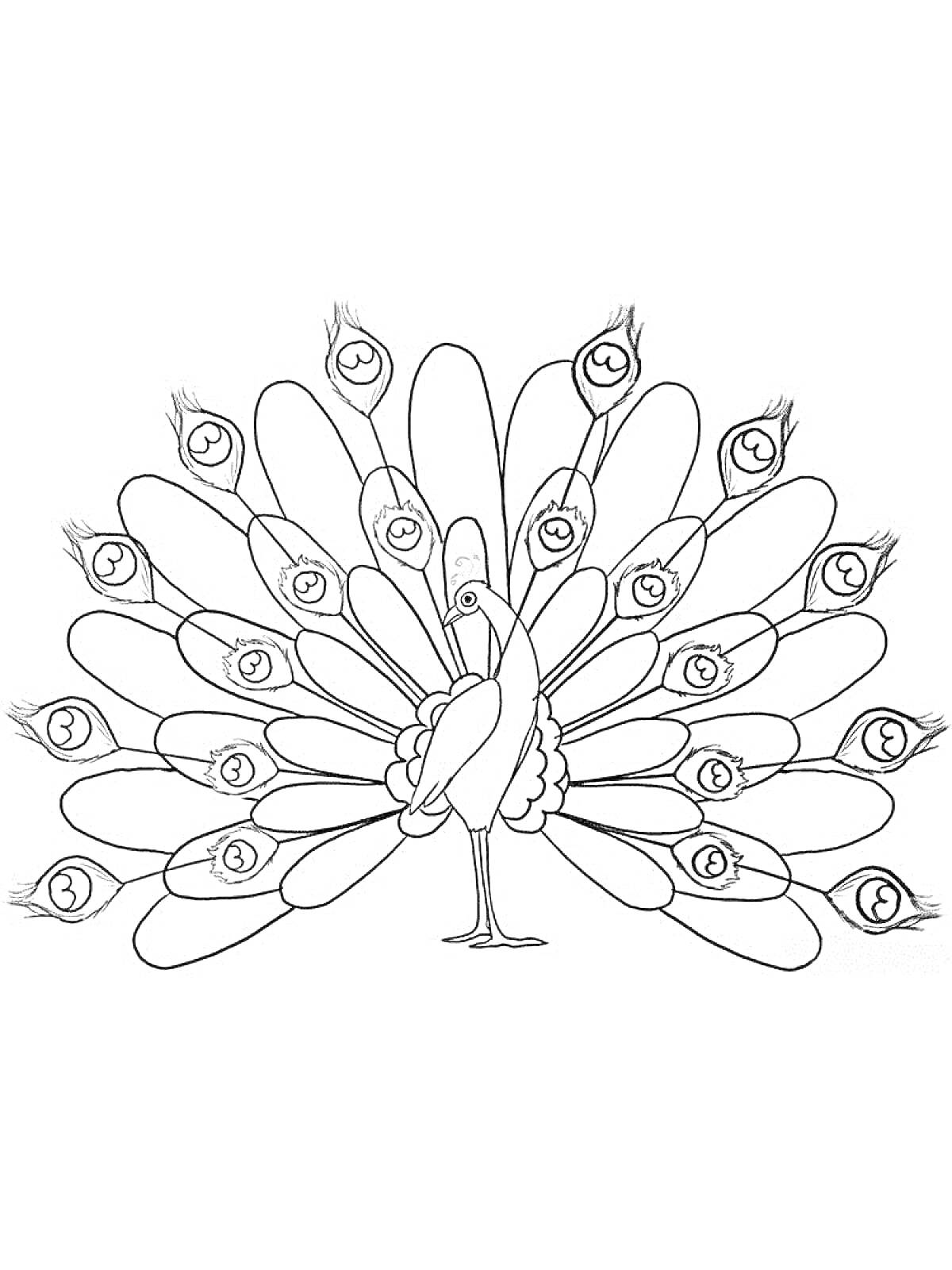 Раскраска Павлиний хвост с узором на перьях и туловищем павлина для раскрашивания