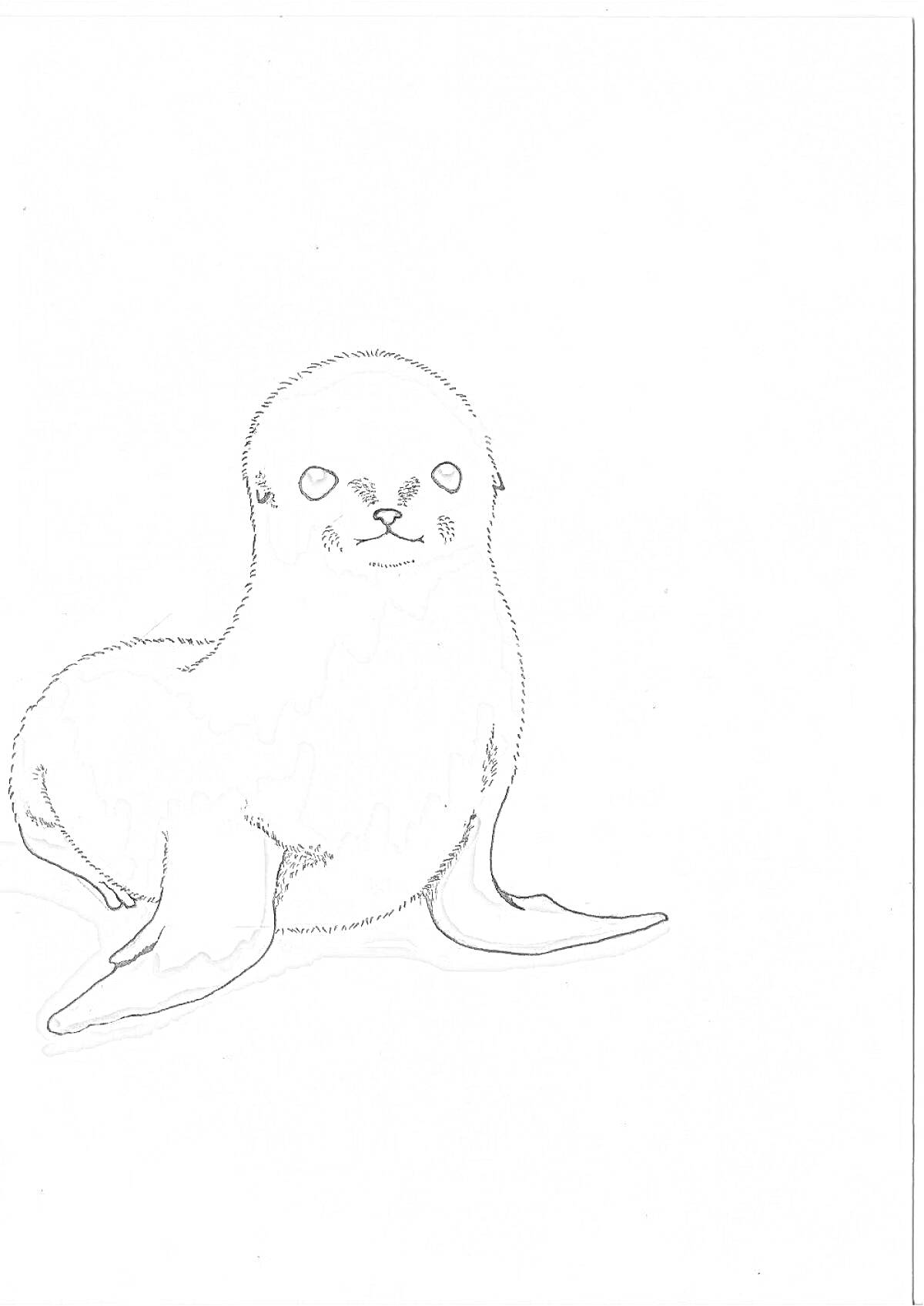 На раскраске изображено: Тюлень