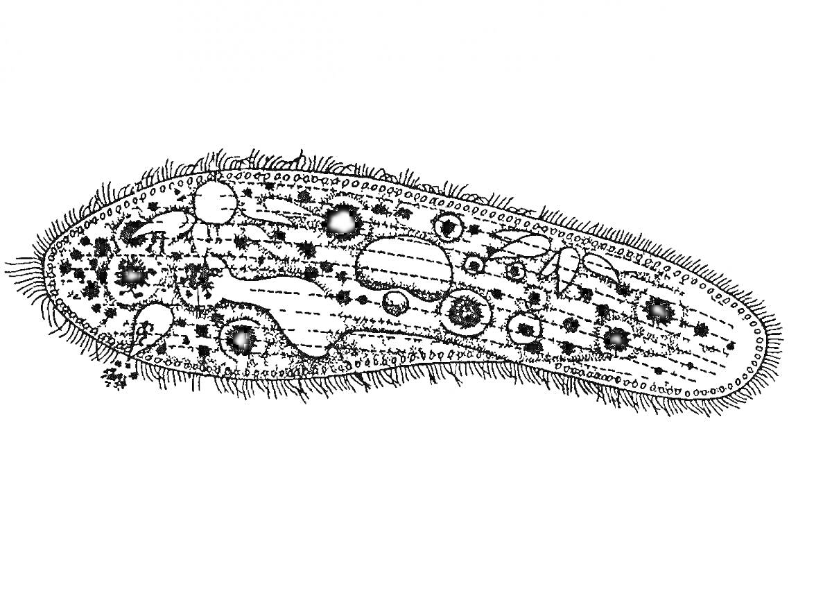 Инфузория туфелька с ресничками, вакуолями, ядром и внутренними органеллами