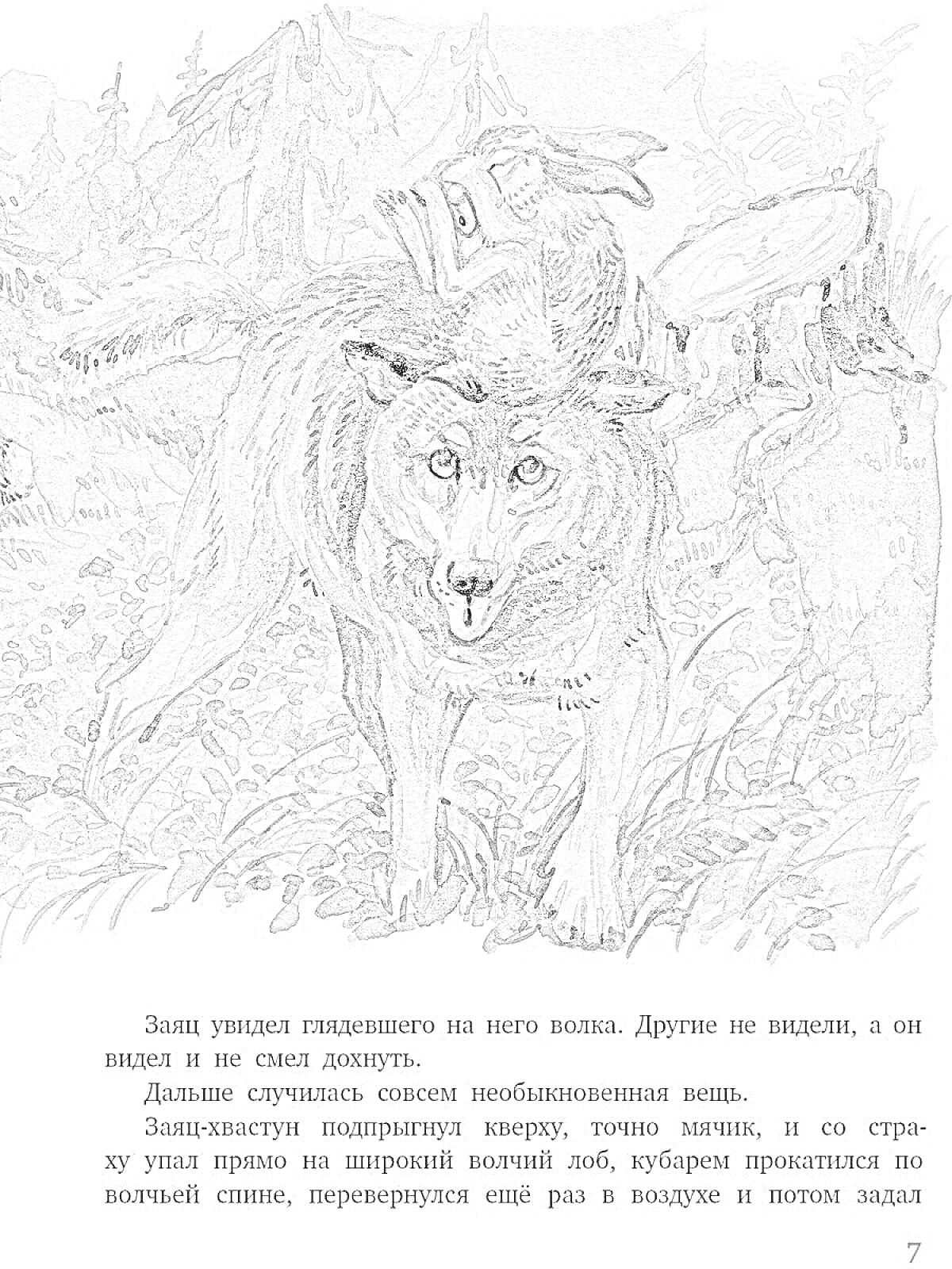 Раскраска Храбрый заяц с длинными ушами на спине волка, в лесу