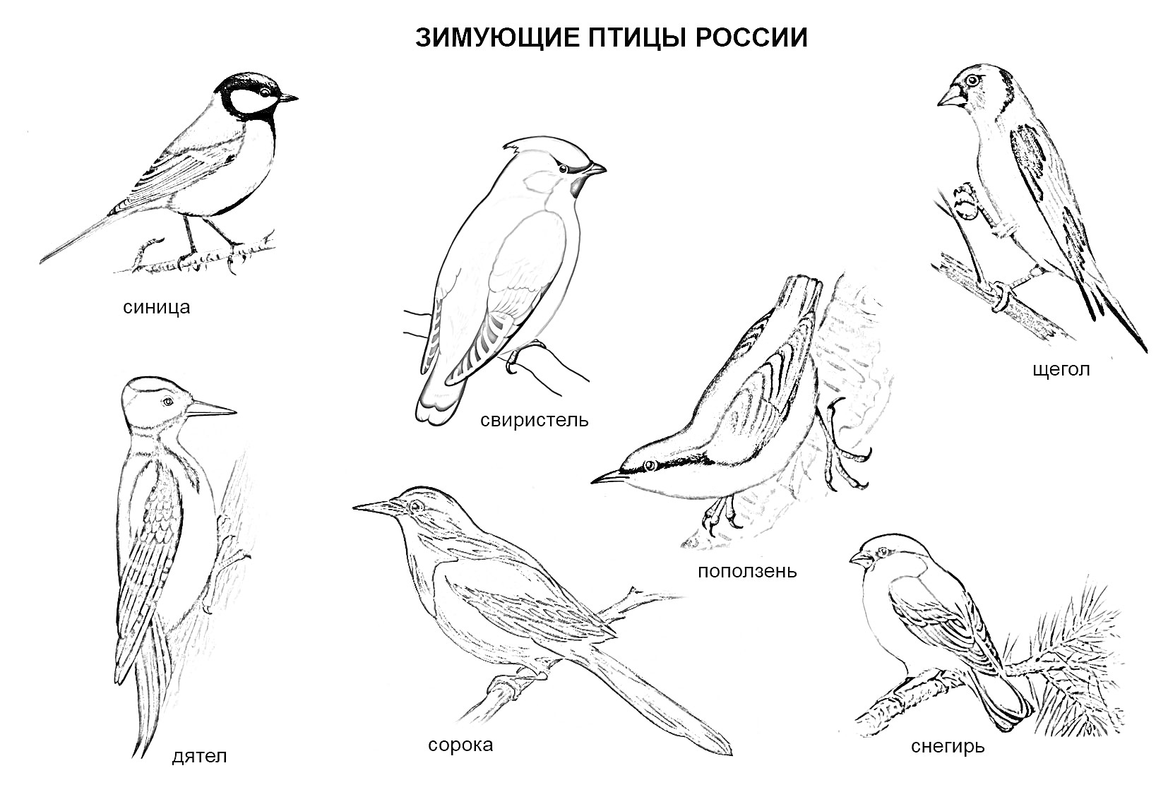 Раскраска Зимующие птицы России: зяблик, свиристель, синица, дятел, сорока, поползень, снегирь