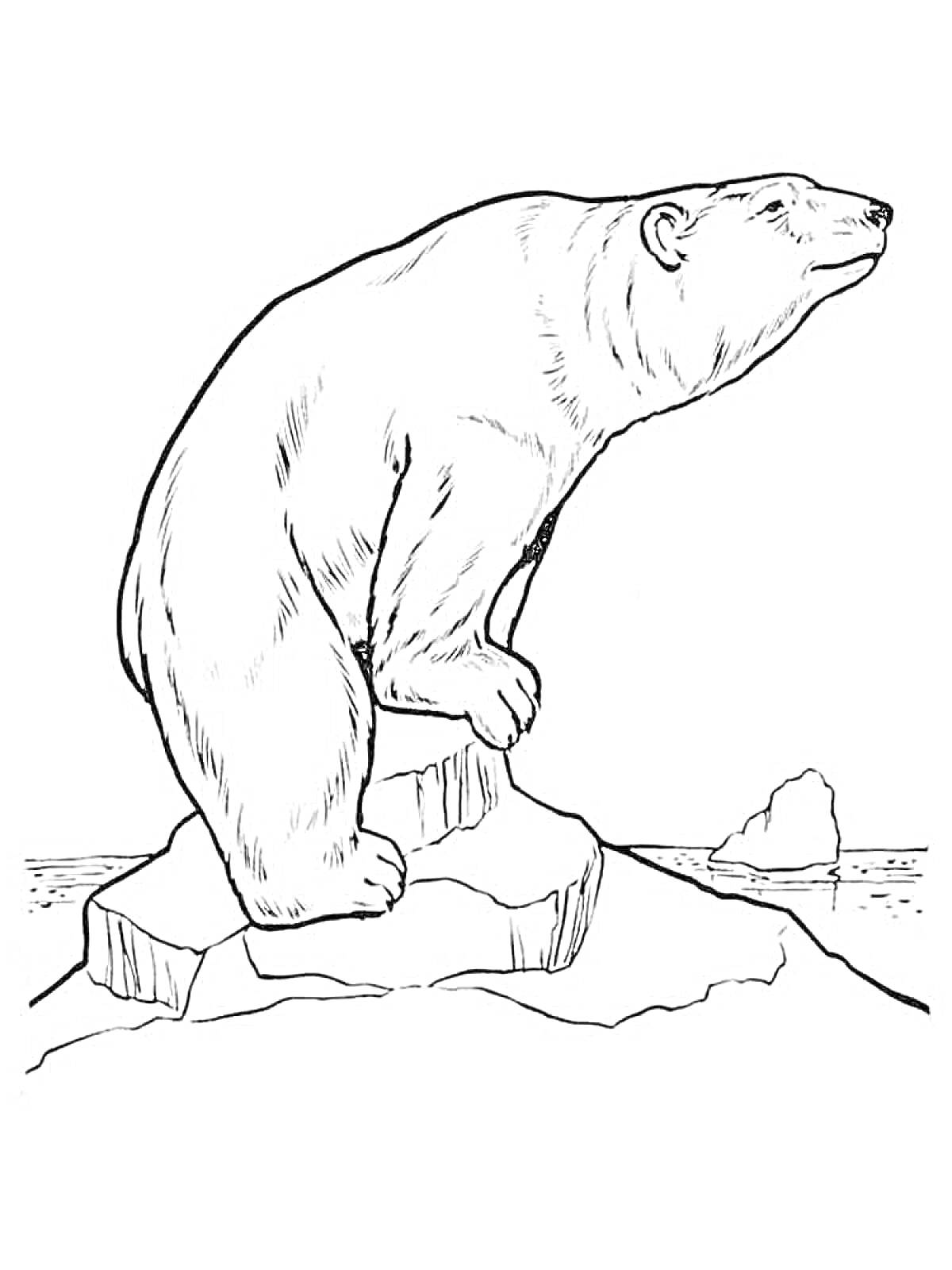 Белый медведь на скалах среди ледников