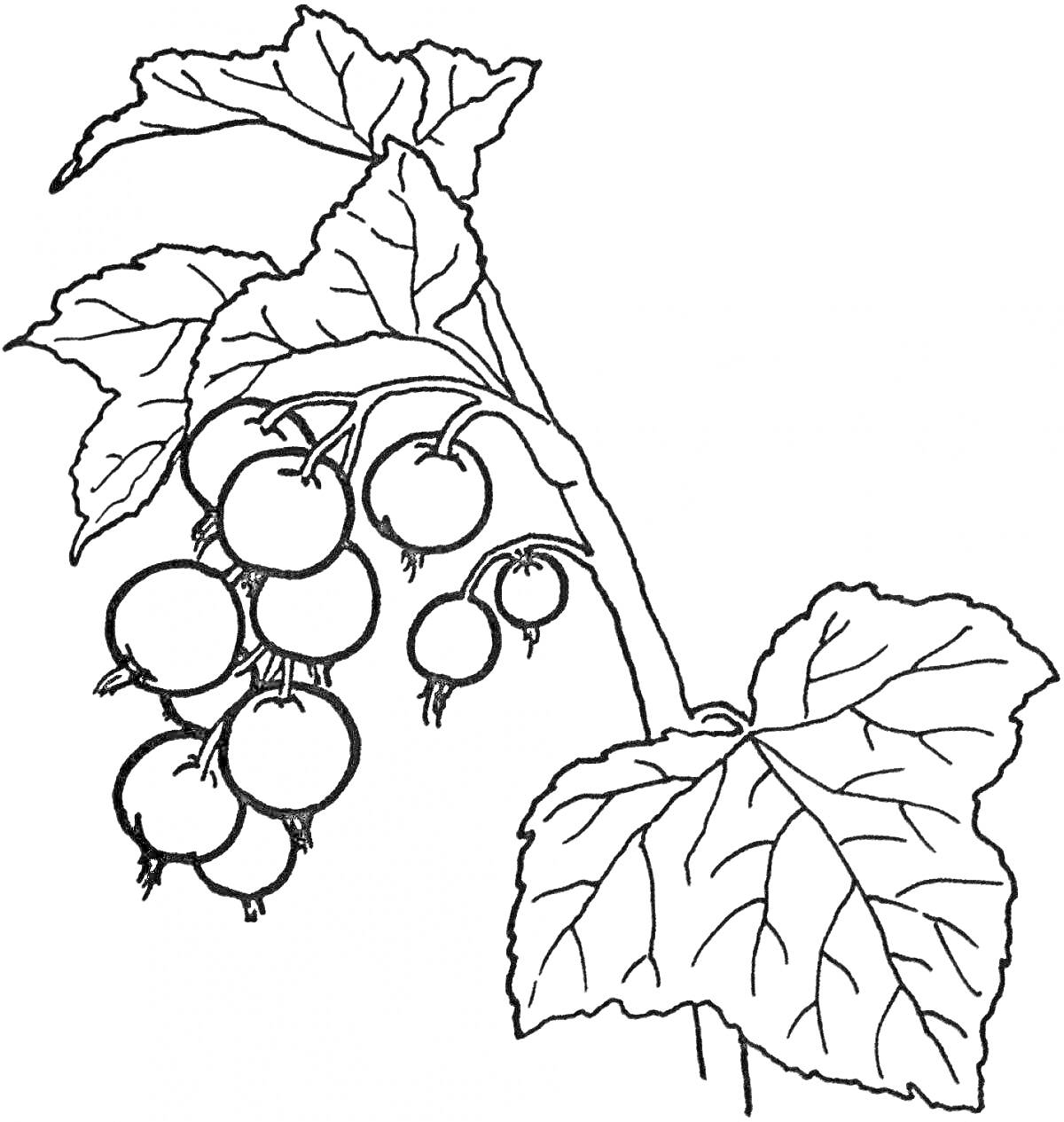 Раскраска Смородина с веткой и листьями