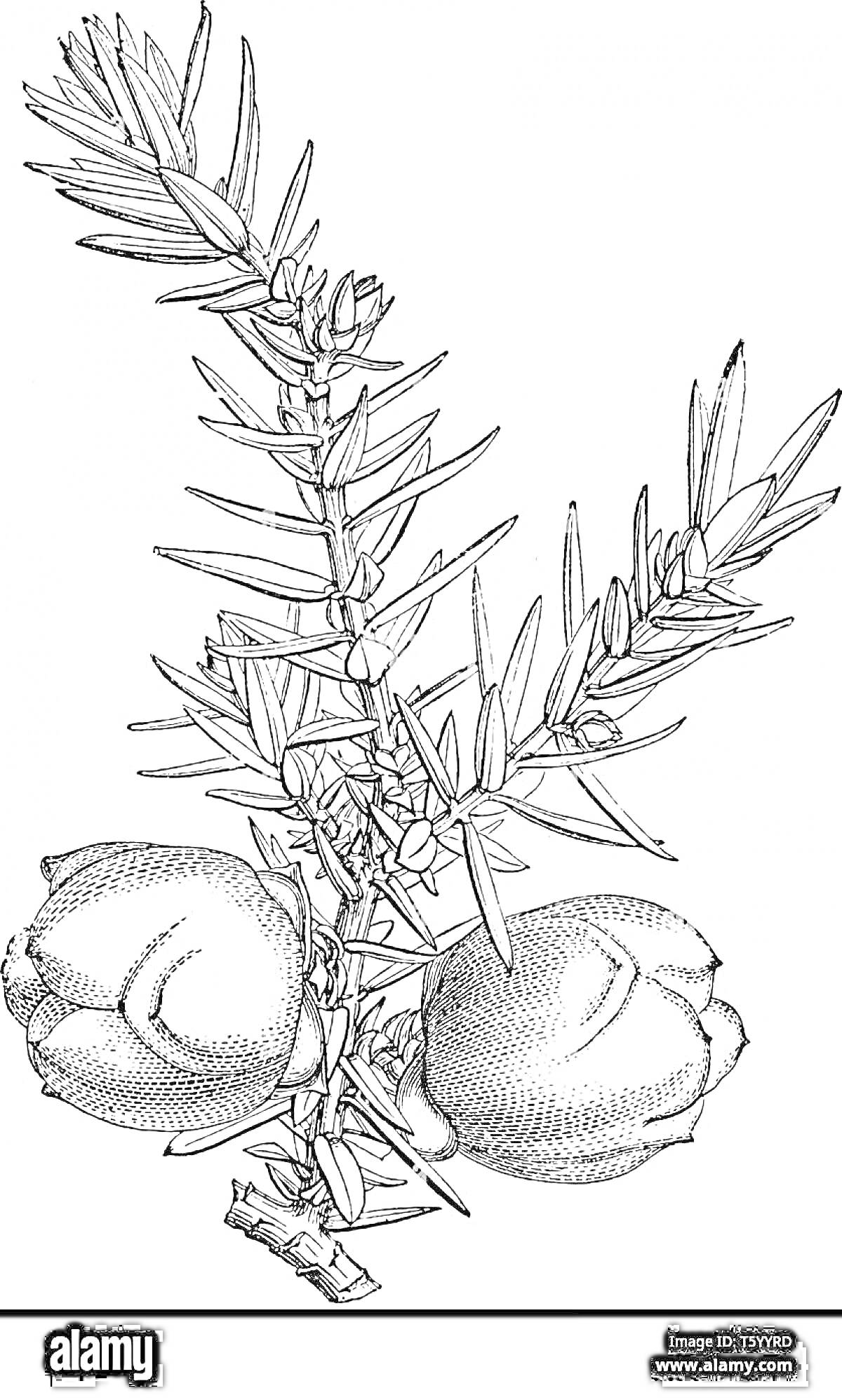 Раскраска Веточка можжевельника с ягодами