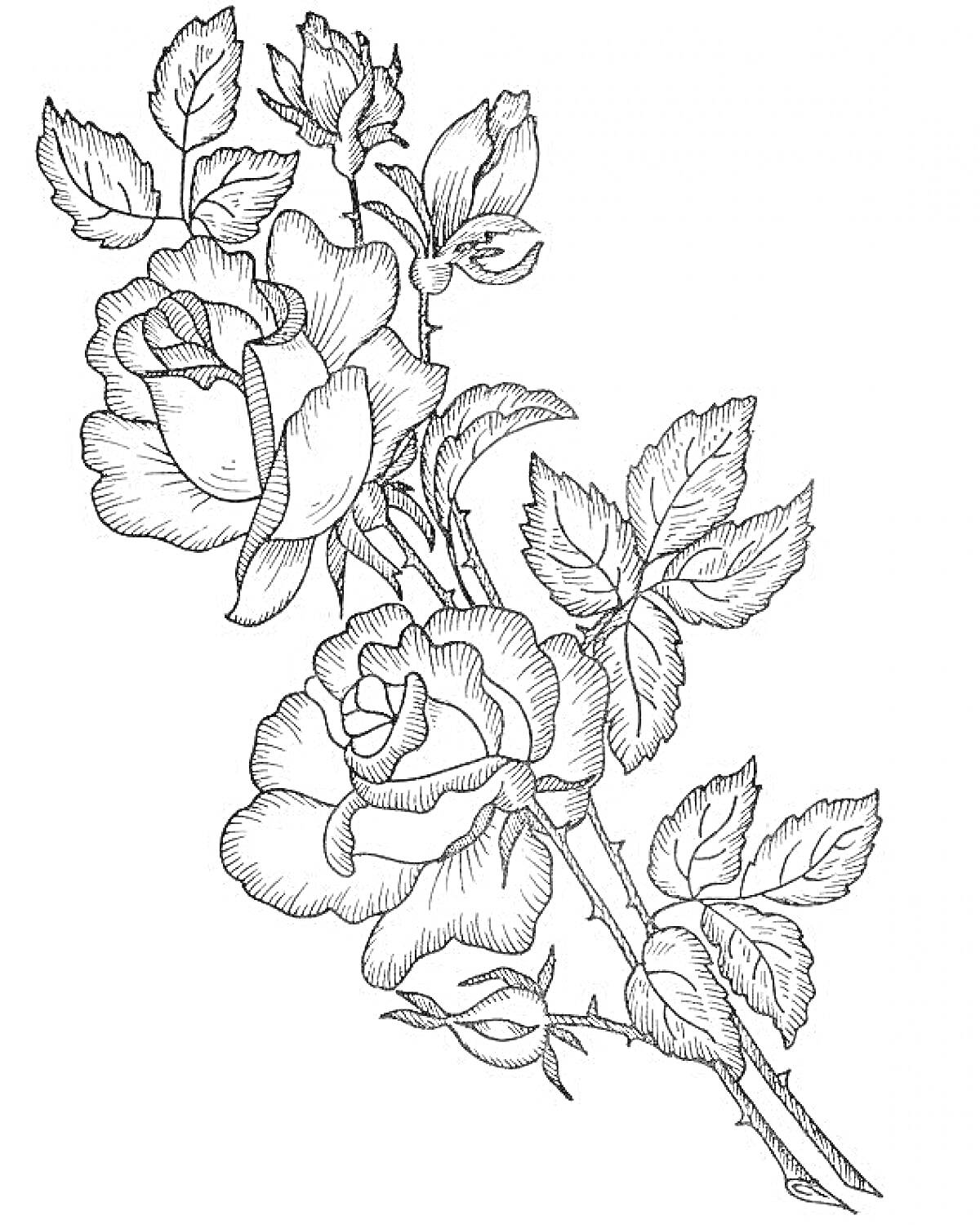 На раскраске изображено: Розы, Цветы, Листья, Ветка, Бутон