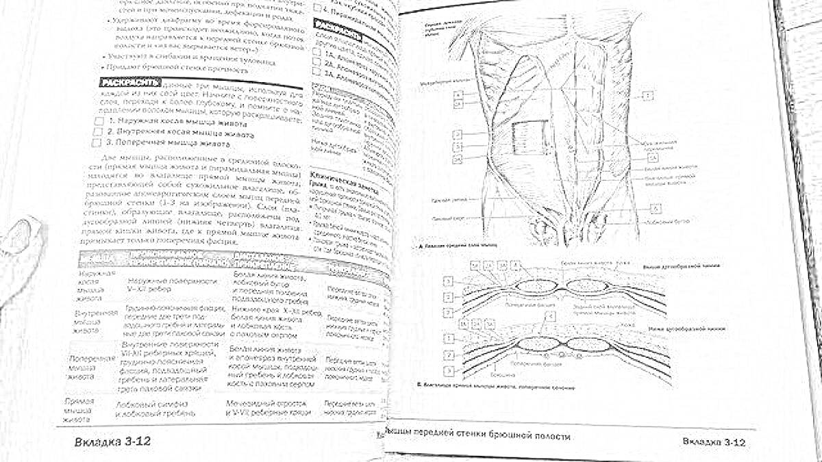 На раскраске изображено: Анатомия, Книга, Внутренние органы, Мышцы, Учебник, Человеческое тело