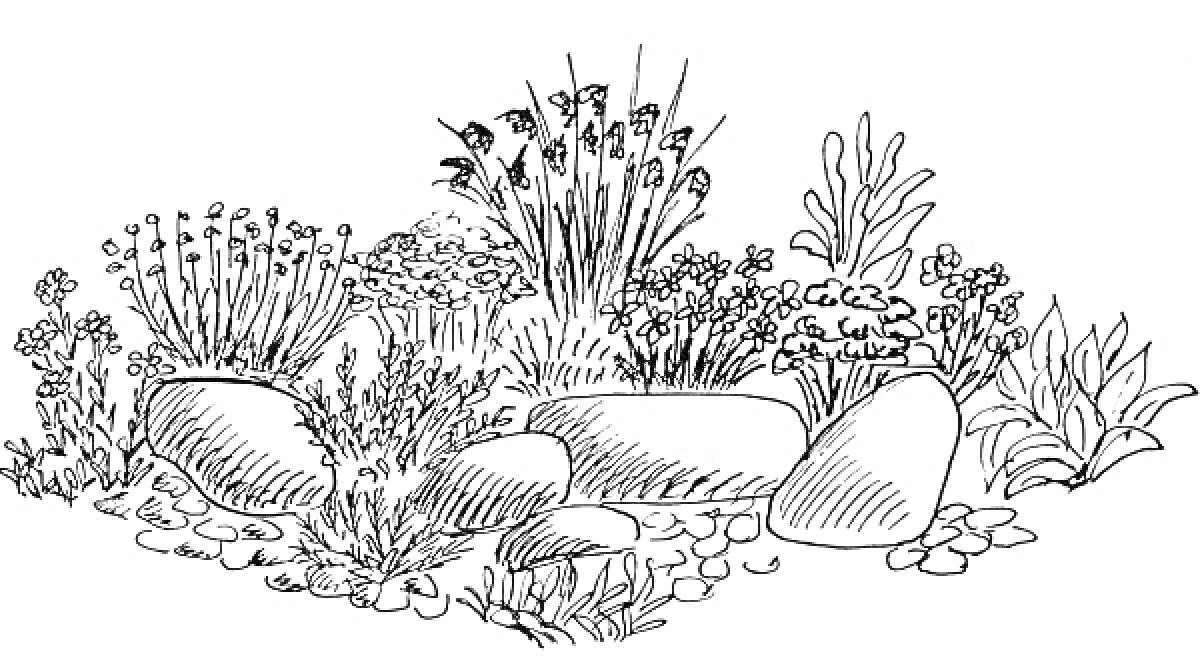 Раскраска Клумба с камнями, травами и цветами разной высоты