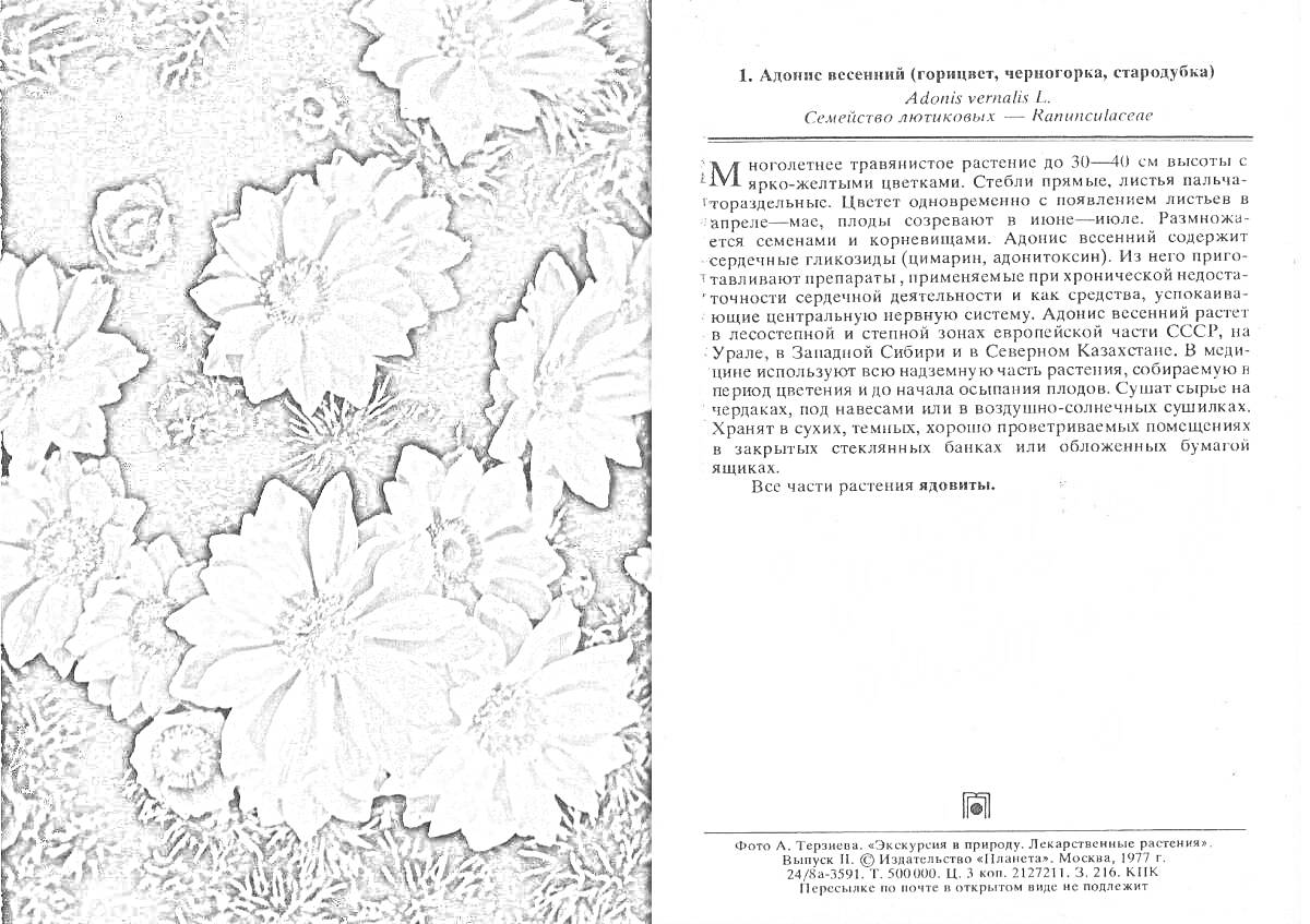 На раскраске изображено: Адонис весенний, Цветы, Растения, Ботаника, Весна, Природа