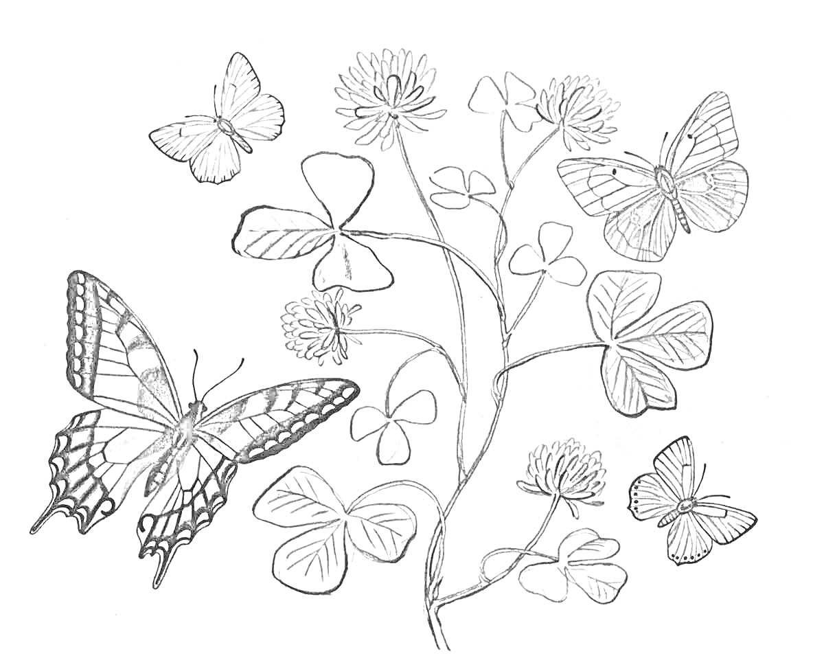 На раскраске изображено: Клевер, Цветы, Природа, Листья, Растения, Насекомое, Бабочка, Контурные рисунки