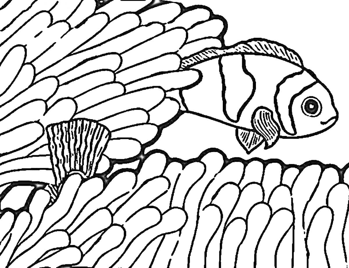 Раскраска Рыба-Клоун среди кораллов